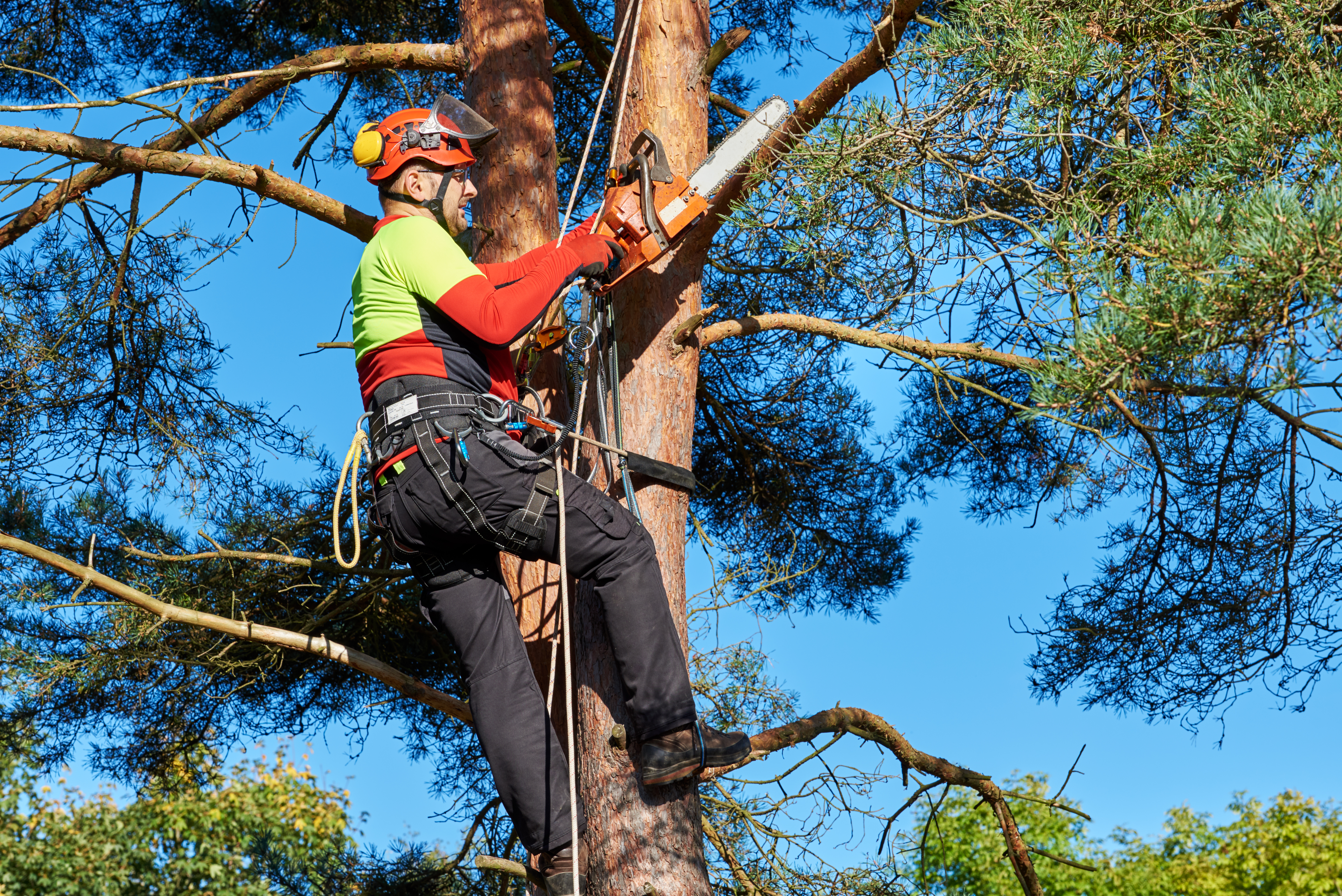 Élagage d'un pin parasol à Saint-Tropez par un arboriste-grimpeur