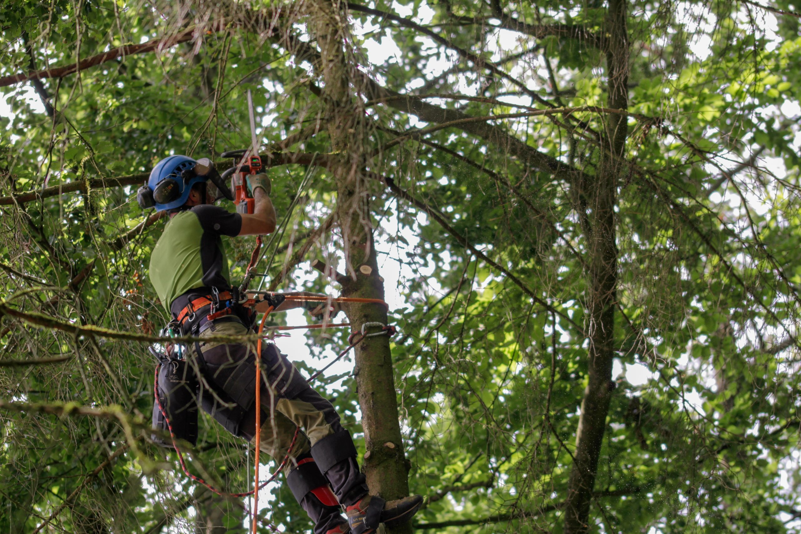 Taille de haie de cyprès dans le Var